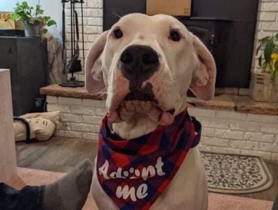 DC Dogos  Dogo Argentino Rescue & Rehabilitation