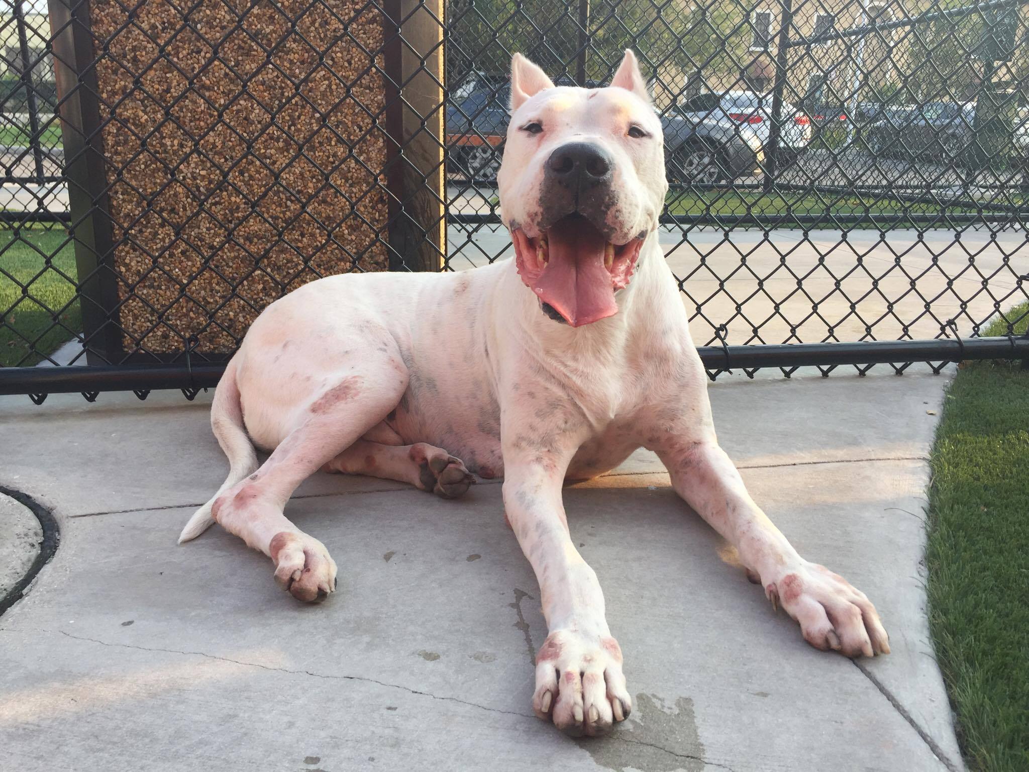 About Rescue Efforts For Dogo Argentino