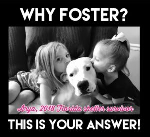 Why Foster