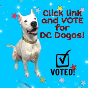 Vote For DC Dogos